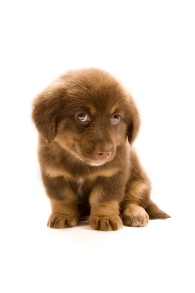 Puppy — Stock Photo, Image