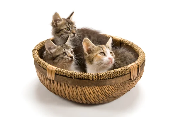 Kittens — Stock Photo, Image