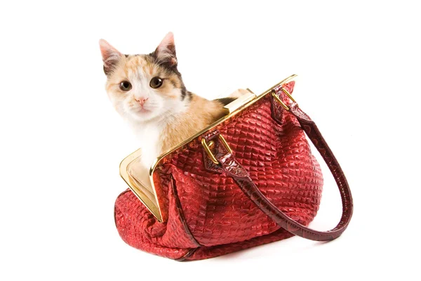 Cute kitten in a red bag — Stock Photo, Image