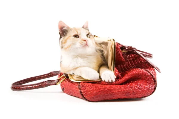 Cute kitten in a red bag — Stock Photo, Image
