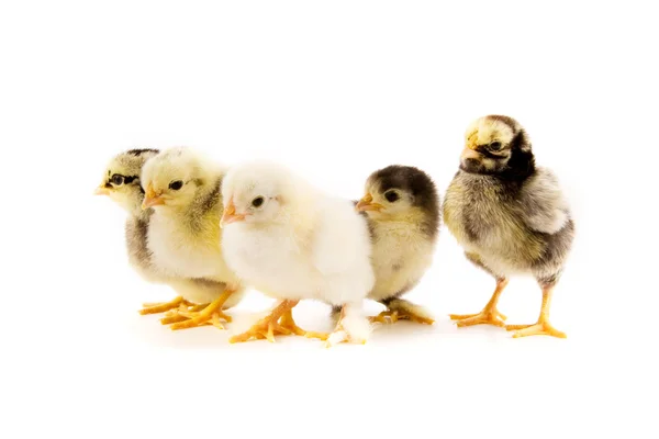 En grupp av kycklingar — Stockfoto