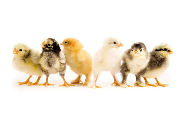 En grupp av kycklingar — Stockfoto
