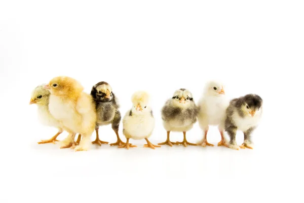 कोंबड्यांचा एक गट — स्टॉक फोटो, इमेज