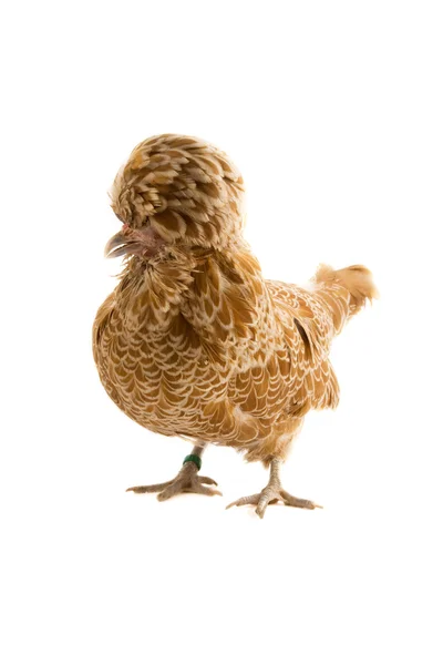 Buff polish crested hen — Stock Photo, Image