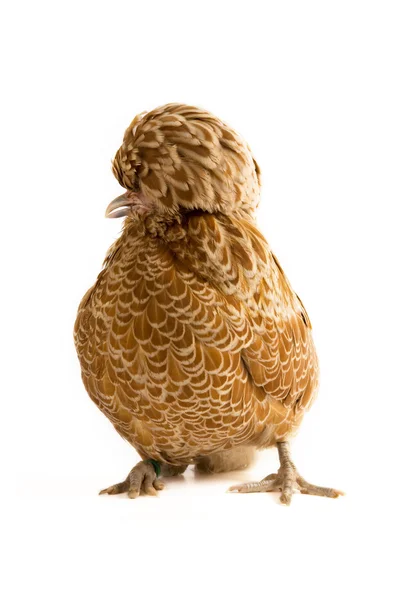Buff polaco gallina de cresta —  Fotos de Stock