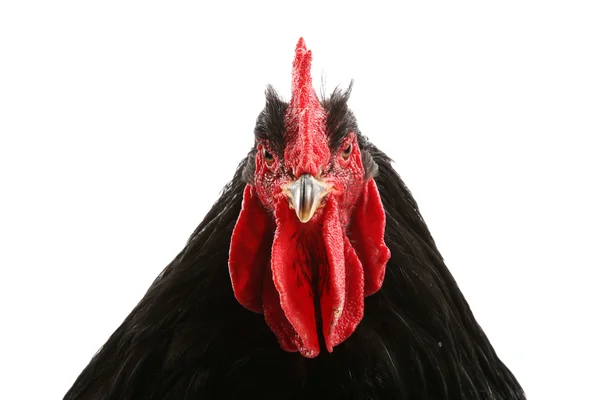 Black cochin rooster — Stock Photo, Image