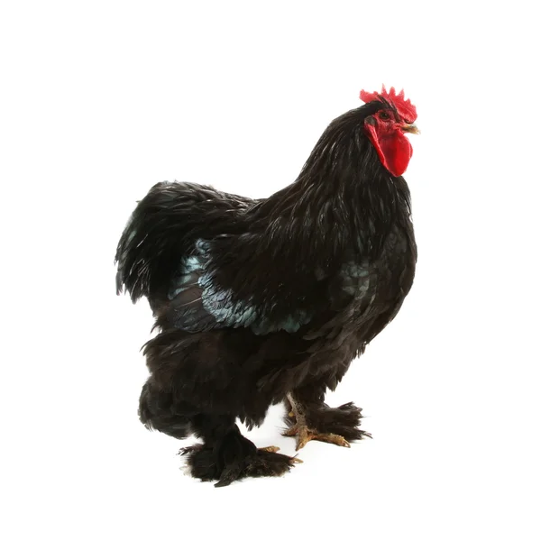 Black cochin rooster — Stock Photo, Image