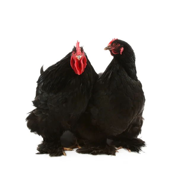 Siyah cochin horoz ve tavuk — Stok fotoğraf