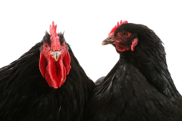 Black cochin rooster and hen — Stock Photo, Image