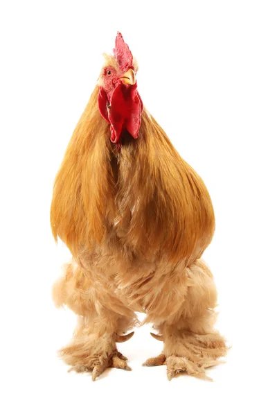 Buff cochin rooster — Stock Photo, Image