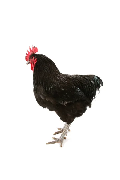 ジャージーの巨大な鶏 — ストック写真