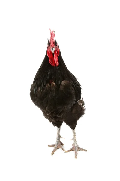Jersey giant rooster — Stock Photo, Image