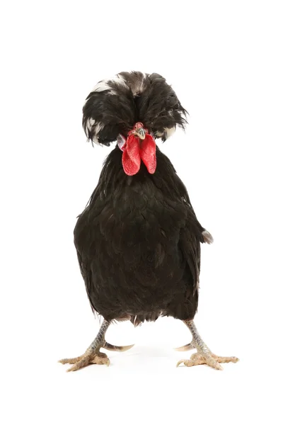 荷兰公鸡 — 图库照片