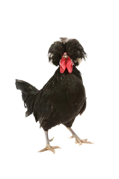 荷兰公鸡 — 图库照片