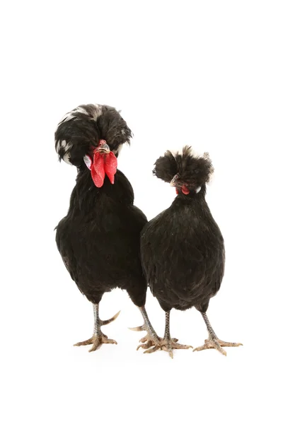 Crested black dutch rooster — Stock Photo, Image