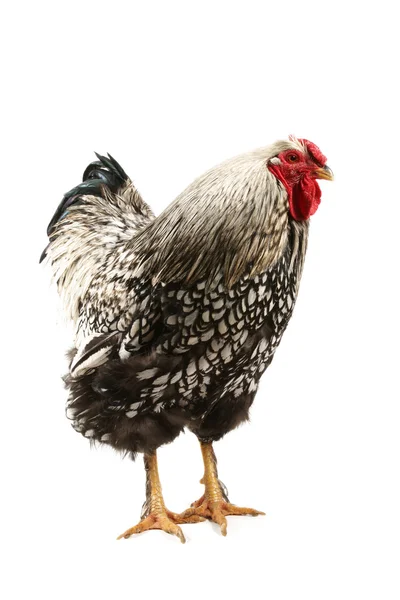Wyandotte Rooster — Stock Photo, Image