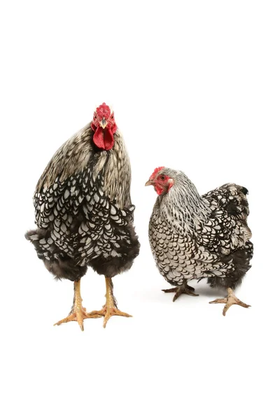 Wyandotte rooster and hen — Stock Photo, Image