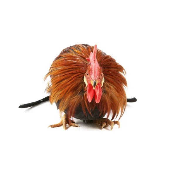 红公鸡 — 图库照片