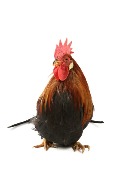 Red rooster — Stock Photo, Image