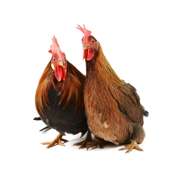 Coq rouge italien et poule — Photo