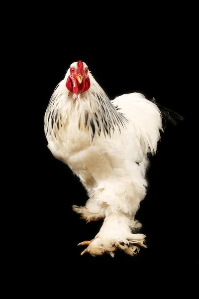 Light brahma rooster — Stock Photo, Image