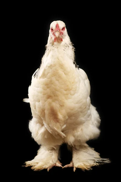 Light brahma hen — Stock Photo, Image
