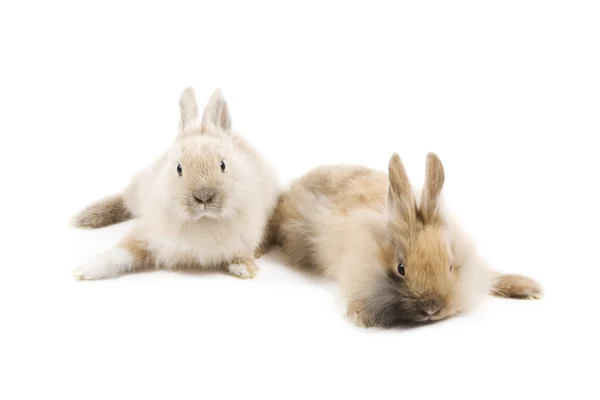 Kaniner — Stockfoto