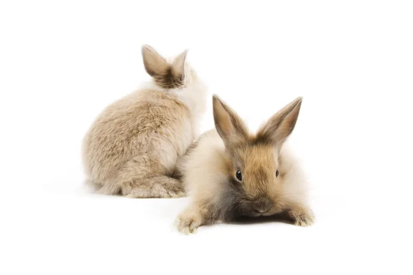 Кролики — стоковое фото