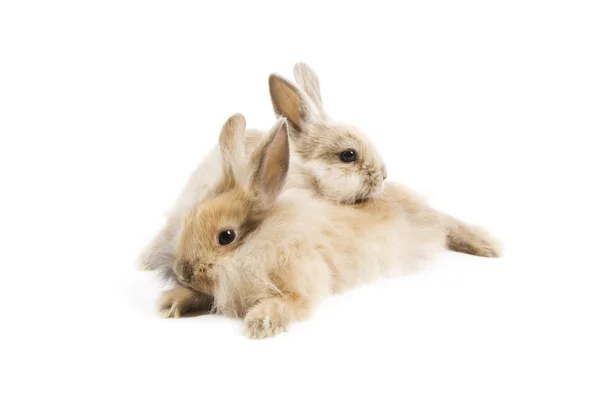 Kaninchen — Stockfoto