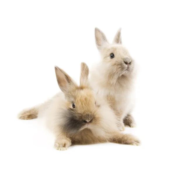 Conejos —  Fotos de Stock