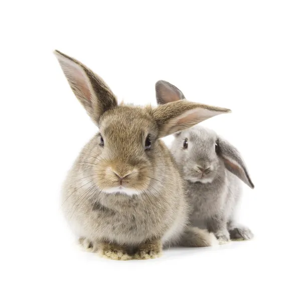 Conejos — Foto de Stock