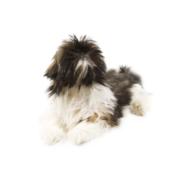 Σκύλος shitzu — Φωτογραφία Αρχείου