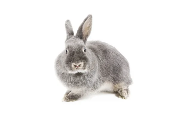 Кролик — стокове фото