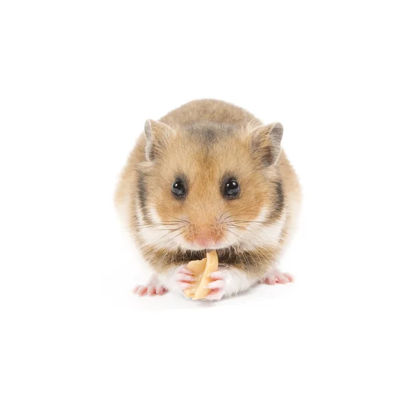 Hamster — Fotografia de Stock