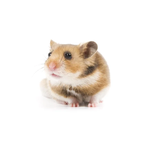 Hamster — Stock Photo, Image