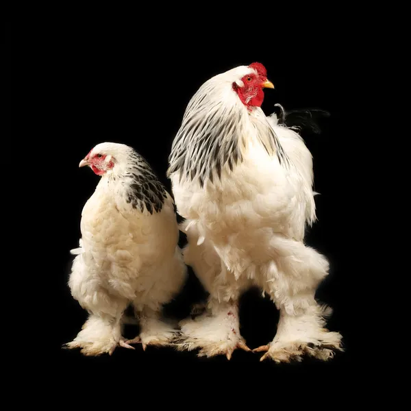 Gallo y gallina brahma claro Imagen de stock