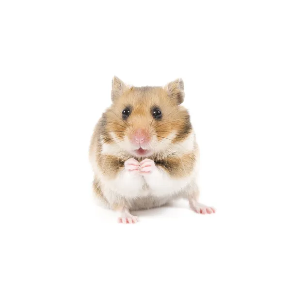 Hamster Fotos De Bancos De Imagens