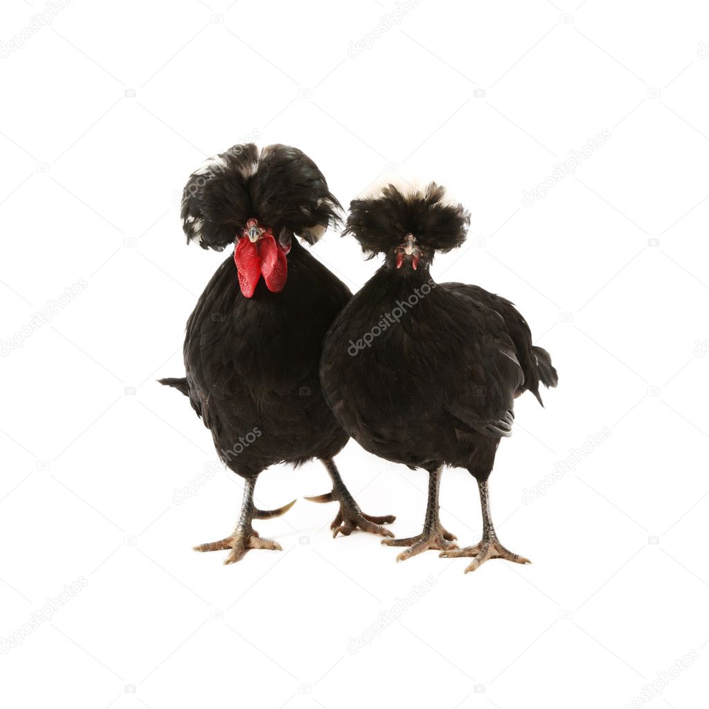 Crested black dutch rooster