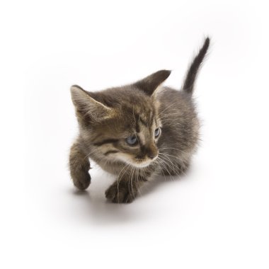 Yavru kedi