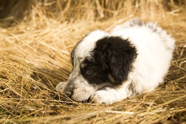 Köpek yavrusu