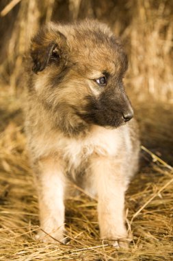 Köpek yavrusu