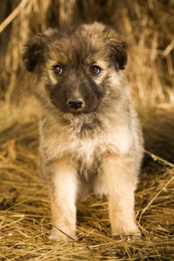 Köpek yavrusu