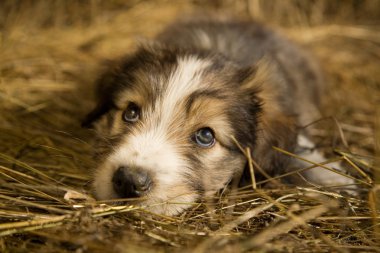 Köpek yavrusu