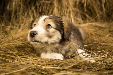 Köpek yavrusu