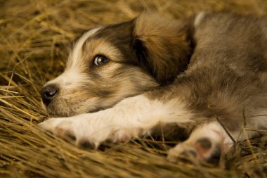 Köpek yavrusu