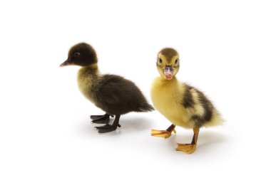 Ducklings clipart