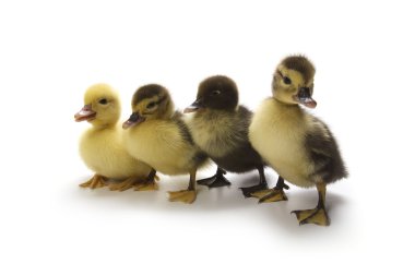 Ducklings clipart