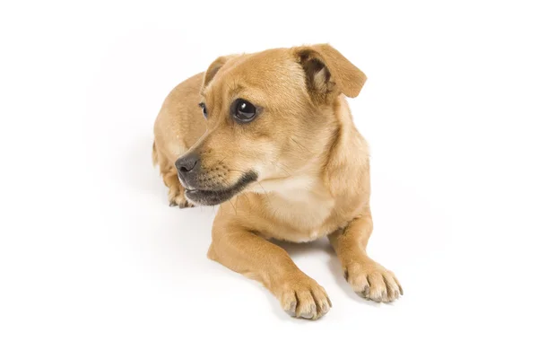 Cute dog — Stock Photo, Image