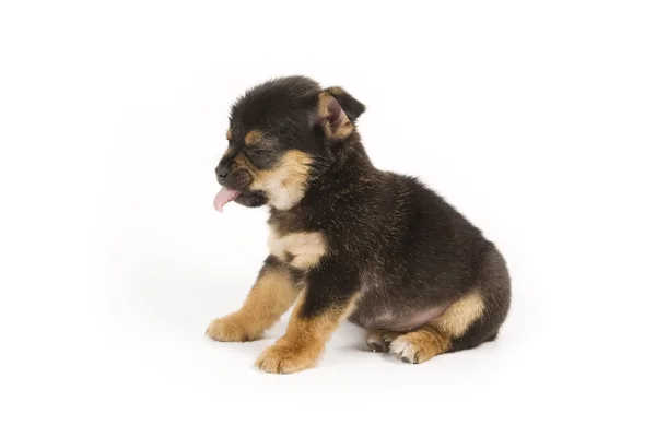 Schattig puppy — Stockfoto
