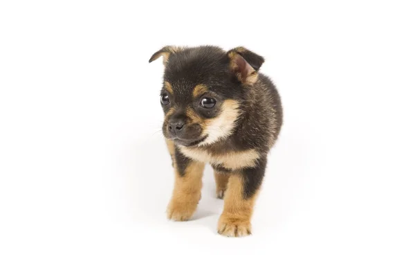 Cute puppy — Stock Photo, Image